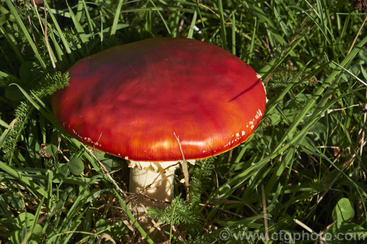 Fly. Agaric (<i>Amanita muscaria</i>), a poisonous. European fungus that is now a common introduced species in many countries. Usually found in clusters in leaf litter, especially conifer needles and poplars leaves, it usually appears with the first rains of autumn. While typically cream-spotted, this is not always so, as this example shows.