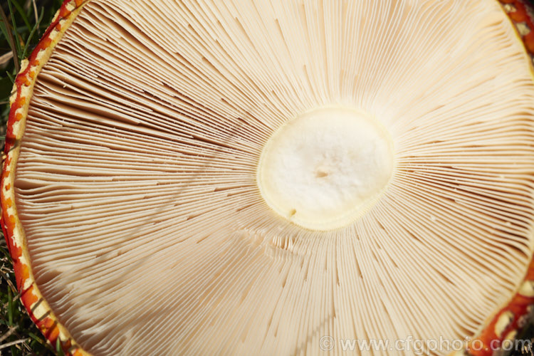 The gills on the underside of the cap of a Fly. Agaric (<i>Amanita muscaria</i>), a poisonous. European fungus that is now a common introduced species in many countries. Usually found in clusters in leaf litter, especially conifer needles and poplars leaves, it usually appears with the first rains of autumn.