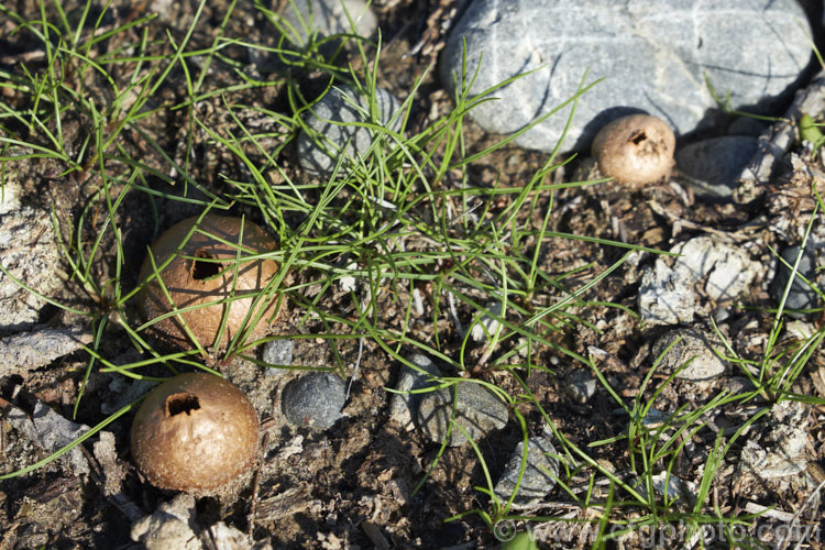 Small puffballs of the genus. Bovista, possibly. Bovista plumbea. These small fungi eject their spores through the opening at the top of the ball.