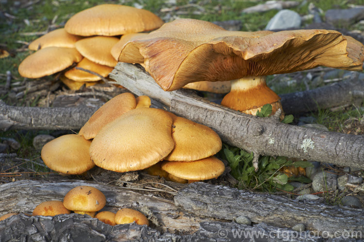 Honey Fungus (<i>Armillaria mellea</i>), a parasitic fungus that not only lives on rotting wood but will also attack living trees and shrubs. When they first emerge, the fruiting bodies resemble small golden brown button mushrooms but they rapidly expand in a size and flatten out. The various stages can be seen here