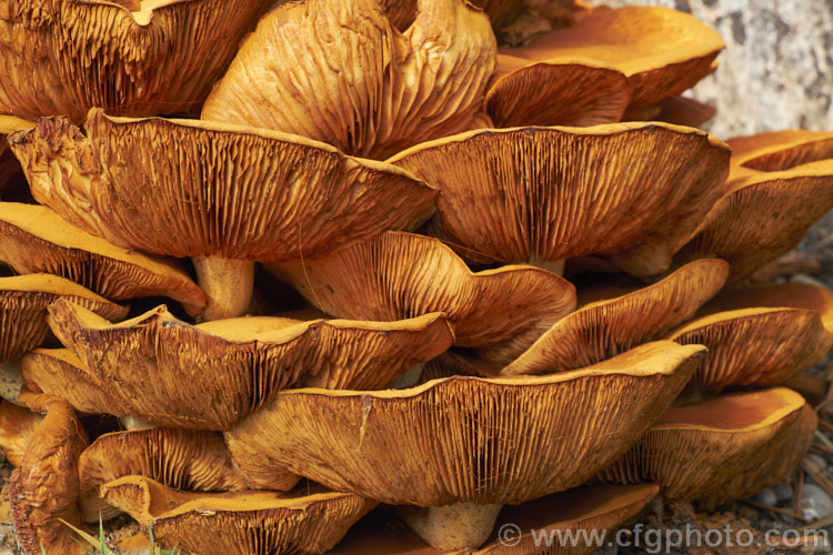 Honey Fungus (<i>Armillaria mellea</i>), a parasitic fungus that not only lives on rotting wood but will also attack living trees and shrubs. When they first emerge, the fruiting bodies resemble small golden brown button mushrooms but they rapidly expand in a size and flatten out. This is the final stage.