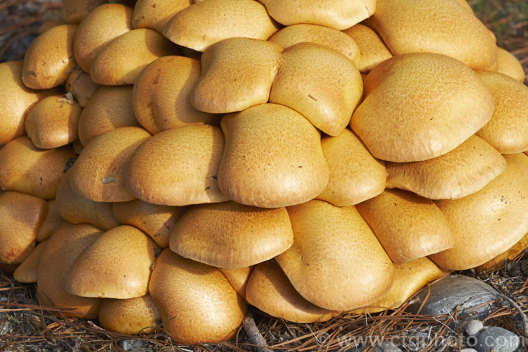 Ringless. Honey Fungus (<i>Armillaria tabescens</i>), a parasitic fungus that not only lives on rotting wood but will also attack living trees and shrubs. The fruiting bodies often form dense clusters and are rounded on first emerging, flattening somewhat as they mature.