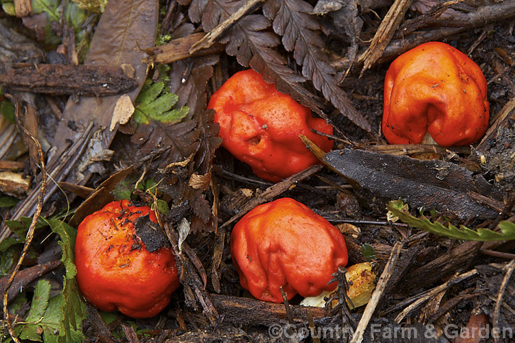 Tobacco. Pouch Fungus (<i>Weraroa erythrophylla</i>), a fungus that commonly occurs in leaf litter under native New Zealand trees. It can appear at any time from late summer until mid-spring.