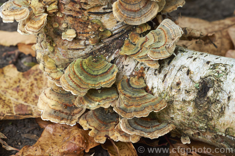 Common Small-pored. Bracket Fungus, Turkey. Tail or Rainbow Bracket Fungus (<i>Trametes versicolor</i>) growing on the fallen branch of a silver birch (<i>Betula pendula</i>). Bracket fungi are not soft, like mushrooms, but usually quite hard to the touchfungihtml'>Fungi.