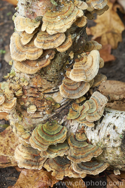 Common Small-pored. Bracket Fungus, Turkey. Tail or Rainbow Bracket Fungus (<i>Trametes versicolor</i>) growing on the fallen branch of a silver birch (<i>Betula pendula</i>). Bracket fungi are not soft, like mushrooms, but usually quite hard to the touchfungihtml'>Fungi.