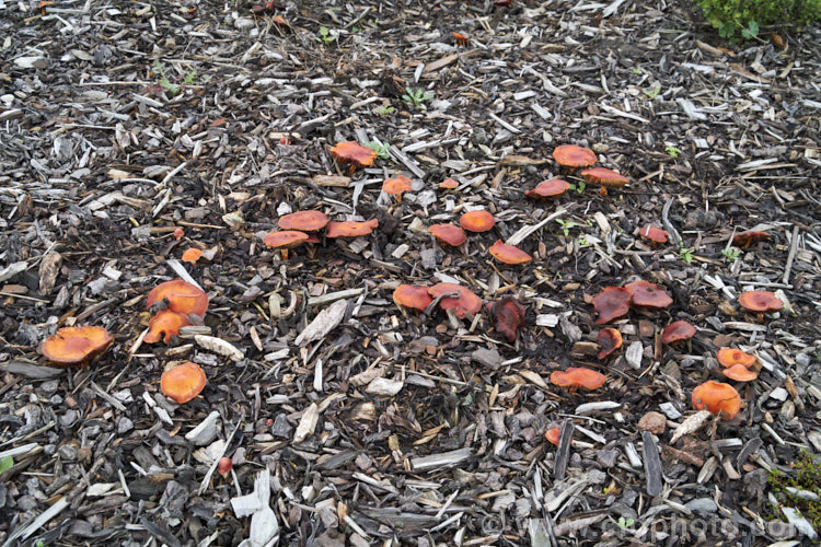 Chip. Cherries or Redlead. Roundhead (<i>Leratiomyces ceres</i>), a widespread and common fungus that gets its common name from its colour and its habit of occurring among the bark chips commonly used as landscaping mulch