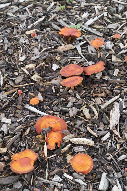 Chip. Cherries or Redlead. Roundhead (<i>Leratiomyces ceres</i>), a widespread and common fungus that gets its common name from its colour and its habit of occurring among the bark chips commonly used as landscaping mulch