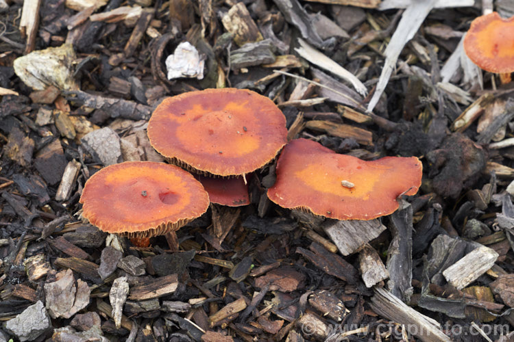 Chip. Cherries or Redlead. Roundhead (<i>Leratiomyces ceres</i>), a widespread and common fungus that gets its common name from its colour and its habit of occurring among the bark chips commonly used as landscaping mulch