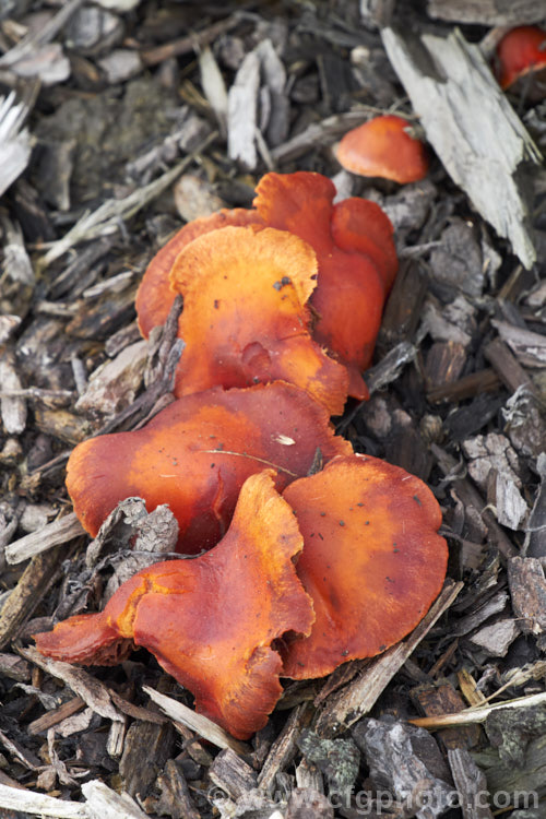 Chip. Cherries or Redlead. Roundhead (<i>Leratiomyces ceres</i>), a widespread and common fungus that gets its common name from its colour and its habit of occurring among the bark chips commonly used as landscaping mulch