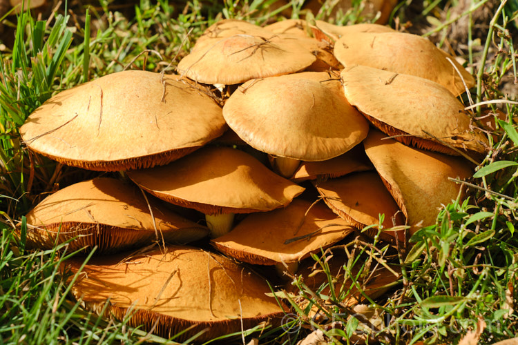 An unidentifed fungus resembling a boletus but with gills rather than pores.