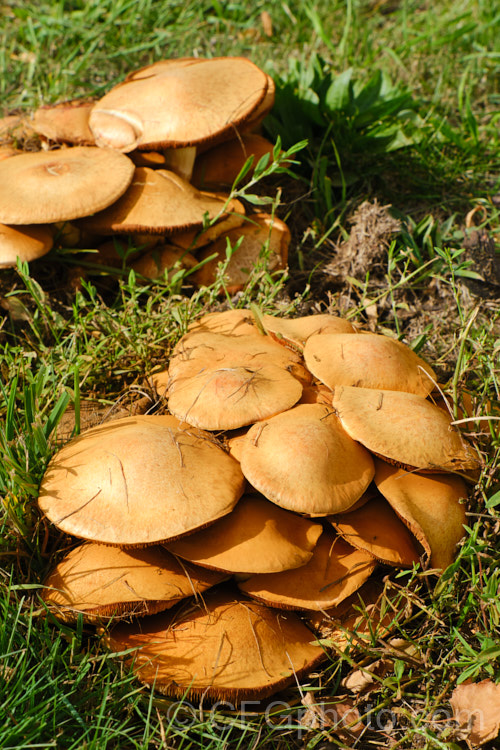 An unidentifed fungus resembling a boletus but with gills rather than pores.