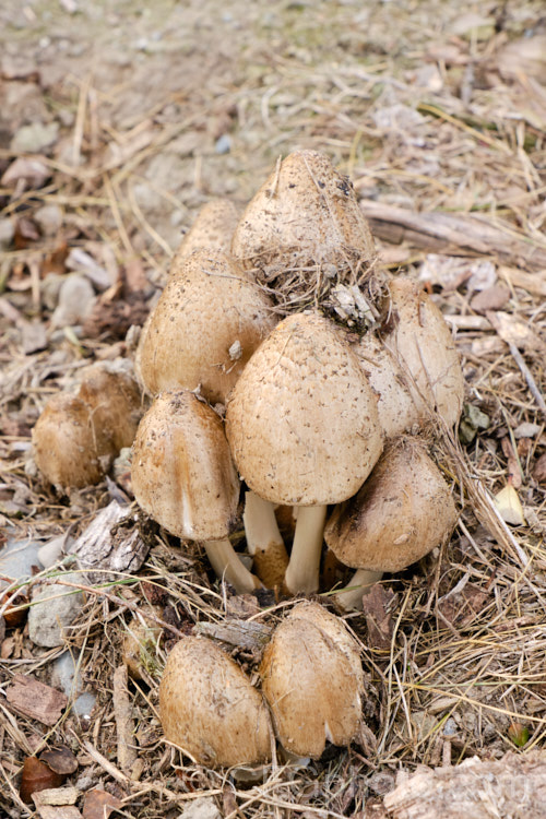 An unidentifed fungus resembling an inkcap but larger and more solidly built.