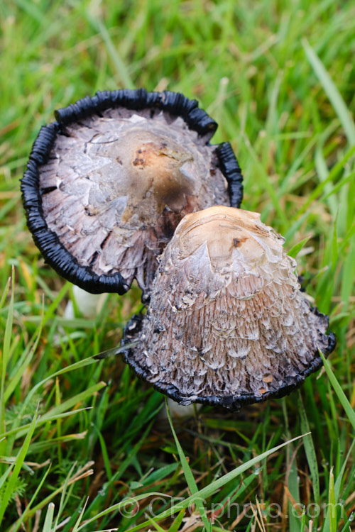 Shaggy. Ink-Cap or Lawyer's Wig (<i>Coprinus comatus</i>), an edible fungus usually found growing in grass in late summer and autumn.