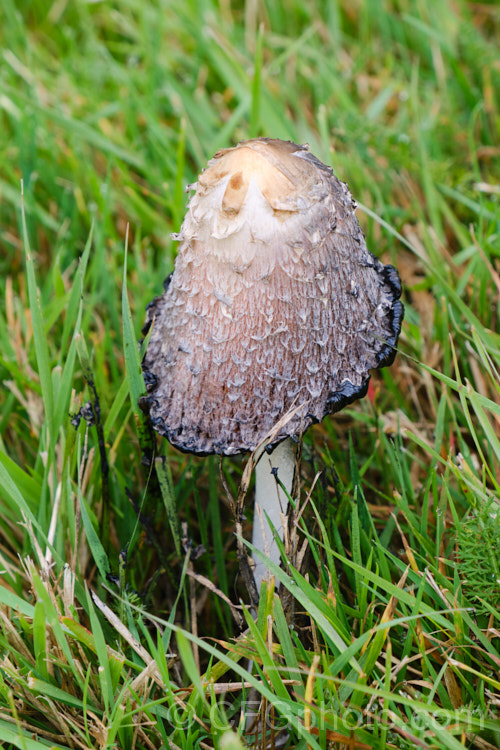 Shaggy. Ink-Cap or Lawyer's Wig (<i>Coprinus comatus</i>), an edible fungus usually found growing in grass in late summer and autumn.