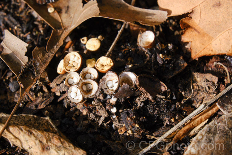 Bird's Nest Fungus (<i>Crucibulum laeve</i>),a fungus of the Nidulariaceae native to New Zealand As with others in its family, the mature fruiting bodies resemble a birds nest with eggs. The peridium forms the nest, and the peridioles the eggs. Raindrops falling into the 'nest' force out the spore-bearing peridioles.