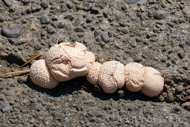 An unidentified puffball species of the genus. Bovista, sending up its fruiting bodies in a crack between asphalt paving and a concrete curb. Clearly, despite their delicate appearance, these fungi are persistent and tough.