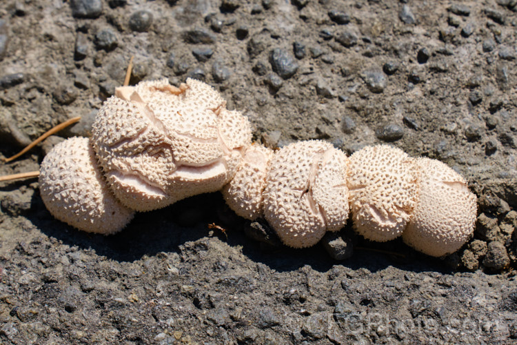 An unidentified puffball species of the genus. Bovista, sending up its fruiting bodies in a crack between asphalt paving and a concrete curb. Clearly, despite their delicate appearance, these fungi are persistent and tough.