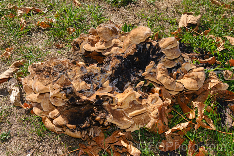 It's unusual to find bracket fungi growing on the ground, but this example (possibly of the genus. Ganoderma</i>) was at a site where a large tree had been felled and the fungal mycelia were presumably still in the roots of the tree.