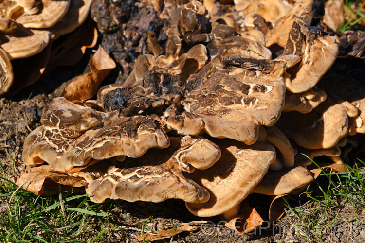 It's unusual to find bracket fungi growing on the ground, but this example (possibly of the genus. Ganoderma</i>) was at a site where a large tree had been felled and the fungal mycelia were presumably still in the roots of the tree.