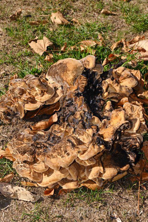 It's unusual to find bracket fungi growing on the ground, but this example (possibly of the genus. Ganoderma</i>) was at a site where a large tree had been felled and the fungal mycelia were presumably still in the roots of the tree.