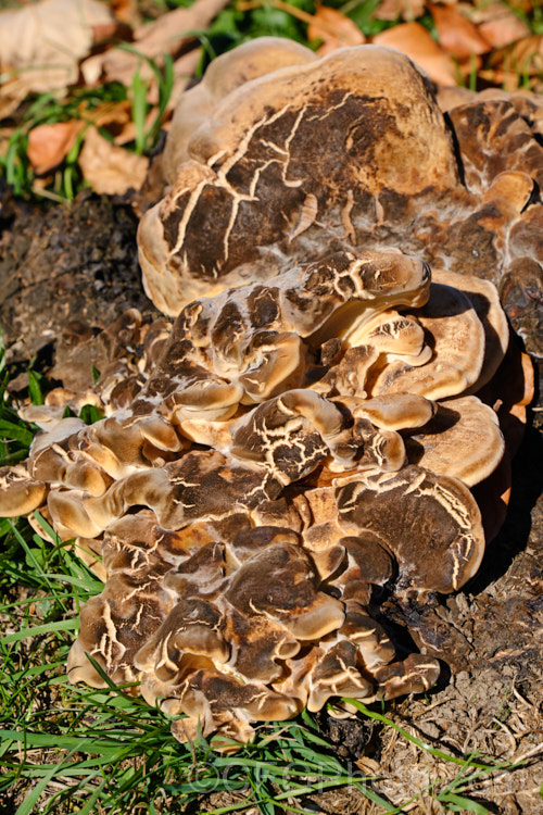 It's unusual to find bracket fungi growing on the ground, but this example (possibly of the genus. Ganoderma</i>) was at a site where a large tree had been felled and the fungal mycelia were presumably still in the roots of the tree.