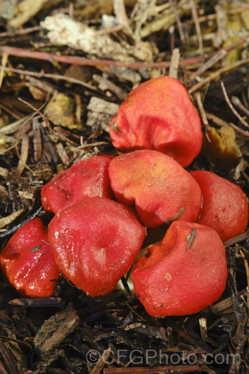 Thaxterogaster epiphaeum, a pouch fungus or secotium usually found in southern beech (<i>Nothofagus spp</i>) forest, but also quite at home on pine-based garden mulch.