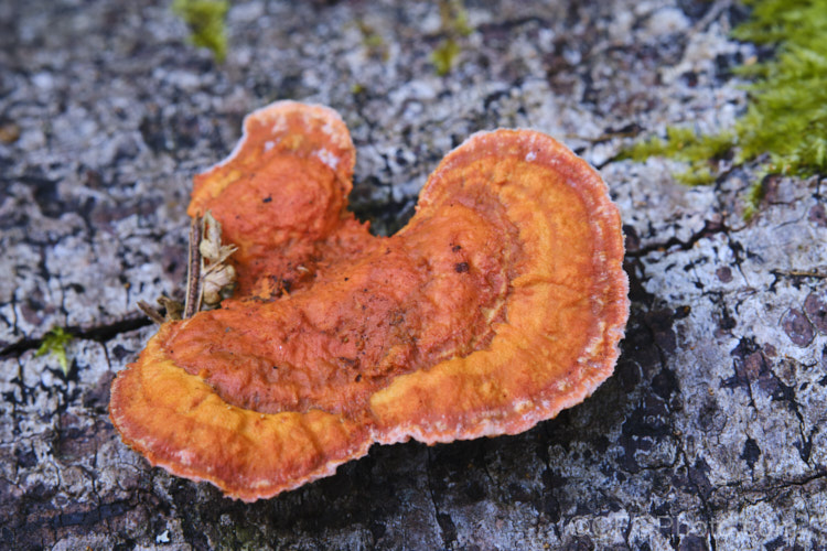 Rusty. Gilled. Polypore (<i>Gloeophyllum sepiarium</i>), a fungus found on trees. While it is often found on fallen wood, it may also feed on prepared timber, leading to a brown rot. The fruiting bodies resemble bracket fungi but last only one season.