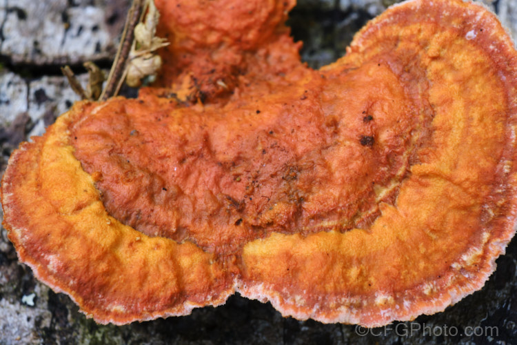 Rusty. Gilled. Polypore (<i>Gloeophyllum sepiarium</i>), a fungus found on trees. While it is often found on fallen wood, it may also feed on prepared timber, leading to a brown rot. The fruiting bodies resemble bracket fungi but last only one season.