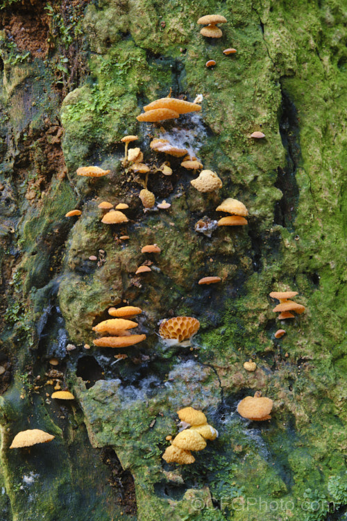 Orange Pore Fungus (<i>Favolaschia calocera</i>), a fungus, most often seen in autumn, that grows on decaying wood. Its bright orange fruiting bodies have a warty upper surface and prominent pores on the underside. It has recently greatly extended its range from Madagascar to places as far away as New Zealand and Spain, which suggests its spores can be carried vast distances.