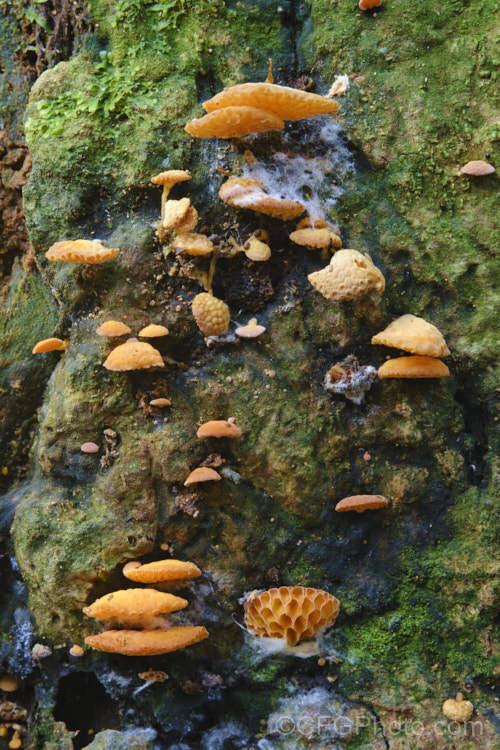 Orange Pore Fungus (<i>Favolaschia calocera</i>), a fungus, most often seen in autumn, that grows on decaying wood. Its bright orange fruiting bodies have a warty upper surface and prominent pores on the underside. It has recently greatly extended its range from Madagascar to places as far away as New Zealand and Spain, which suggests its spores can be carried vast distances.