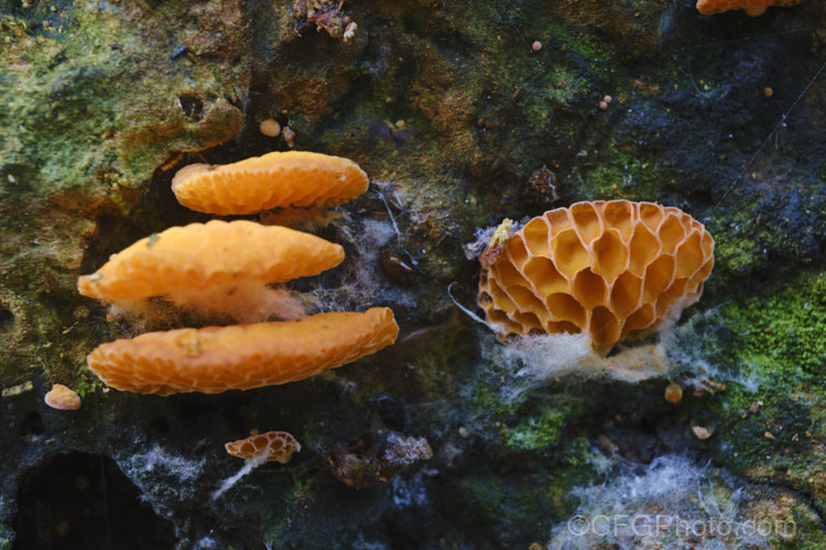 Orange Pore Fungus (<i>Favolaschia calocera</i>), a fungus, most often seen in autumn, that grows on decaying wood. Its bright orange fruiting bodies have a warty upper surface and prominent pores on the underside. It has recently greatly extended its range from Madagascar to places as far away as New Zealand and Spain, which suggests its spores can be carried vast distances.