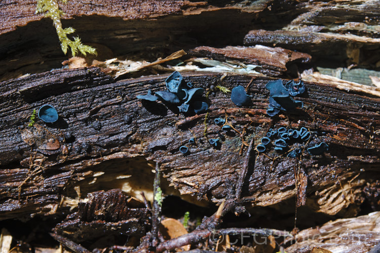 A blue stain fungus of the genus. Chlorociboria, probably. Chlorociboria aeruginascens or Chlorociboria halonata. These fungi feed on decaying wood, staining it a blue colour.