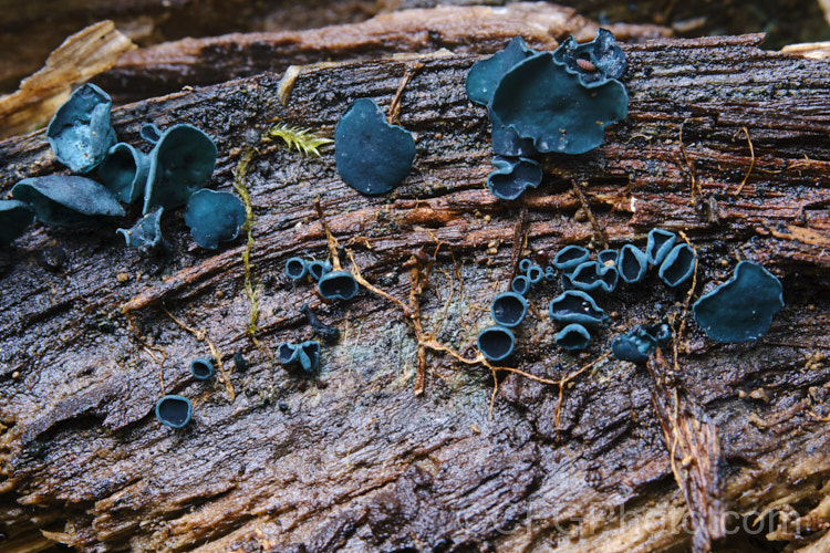 A blue stain fungus of the genus. Chlorociboria, probably. Chlorociboria aeruginascens or Chlorociboria halonata. These fungi feed on decaying wood, staining it a blue colour.