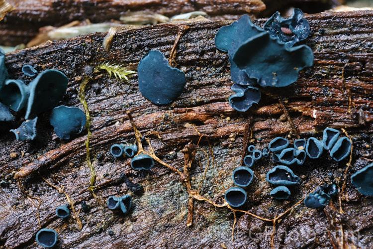 A blue stain fungus of the genus. Chlorociboria, probably. Chlorociboria aeruginascens or Chlorociboria halonata. These fungi feed on decaying wood, staining it a blue colour.