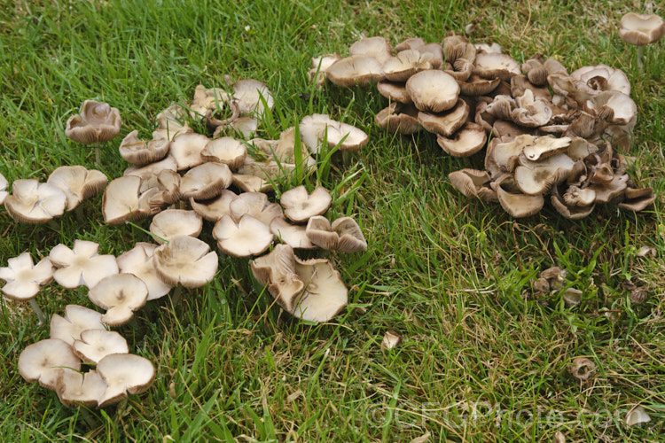 An unidentified fungus growing in a lawn, typical of the fungi that just pop up on lawns after rain.