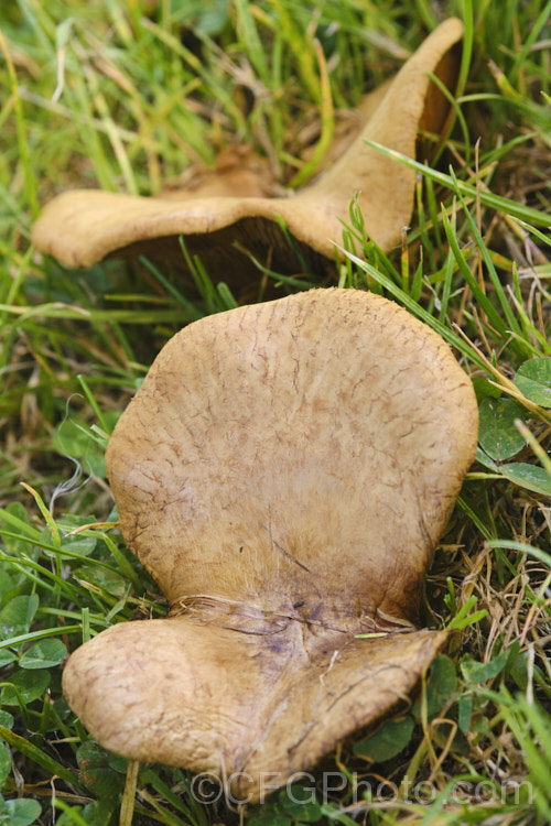 An unidentified pasture fungus, probably of the genus. Lepista. The upper surface of the fruiting body resembles. Boletes, but the underside has gills