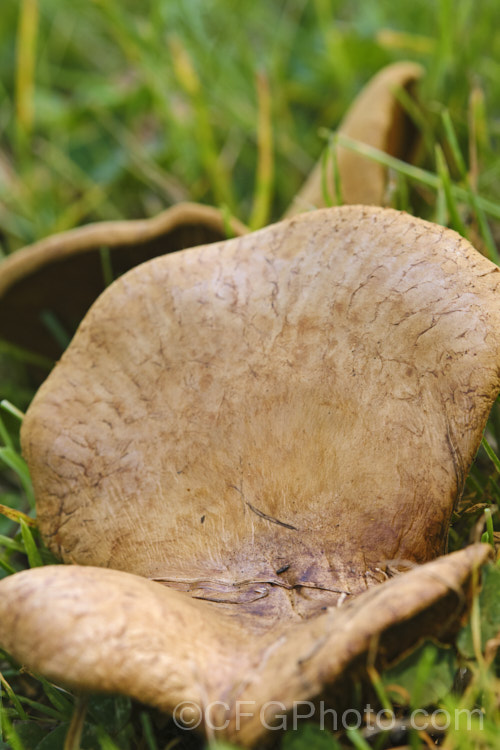 An unidentified pasture fungus, probably of the genus. Lepista. The upper surface of the fruiting body resembles. Boletes, but the underside has gills