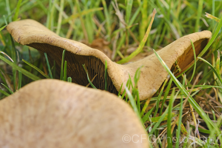 An unidentified pasture fungus, probably of the genus. Lepista. The upper surface of the fruiting body resembles. Boletes, but the underside has gills