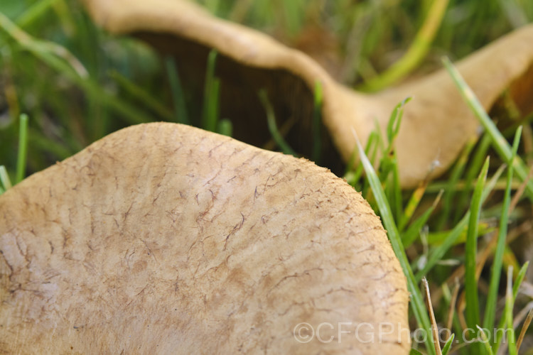 An unidentified pasture fungus, probably of the genus. Lepista. The upper surface of the fruiting body resembles. Boletes, but the underside has gills