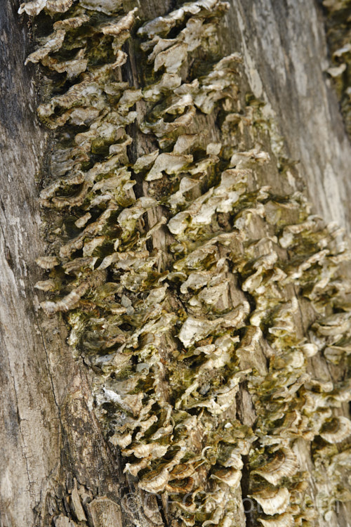 Fruiting bodies of a small bracket fungus, probably of the genus. Polyporus, growing from the dying trunk of a willow. Each of the fruiting bodies is around 1cm wide.