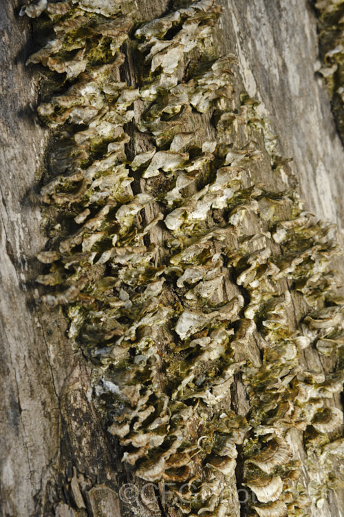 Fruiting bodies of a small bracket fungus, probably of the genus. Polyporus, growing from the dying trunk of a willow. Each of the fruiting bodies is around 1cm wide.