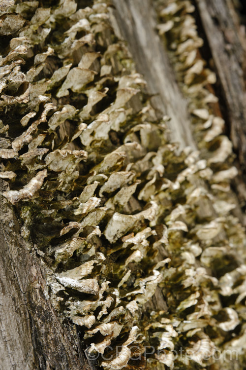 Fruiting bodies of a small bracket fungus, probably of the genus. Polyporus, growing from the dying trunk of a willow. Each of the fruiting bodies is around 1cm wide.