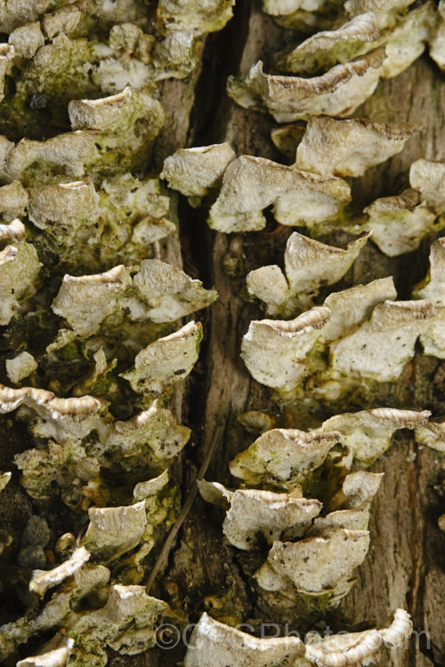 Fruiting bodies of a small bracket fungus, probably of the genus. Polyporus, growing from the dying trunk of a willow. Each of the fruiting bodies is around 1cm wide.