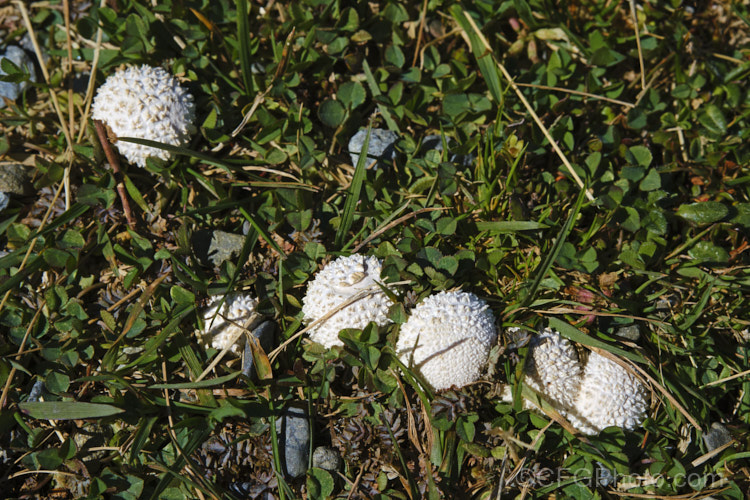 An unidentified puffball fungus growing among subalpine vegetation in the Hooker. Valley, Mount Cook National. Park, New Zealand