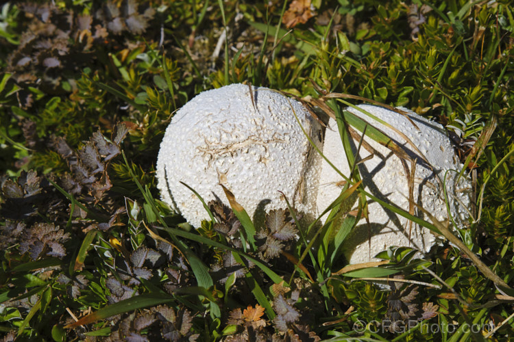 An unidentified puffball fungus growing among subalpine vegetation in the Hooker. Valley, Mount Cook National. Park, New Zealand