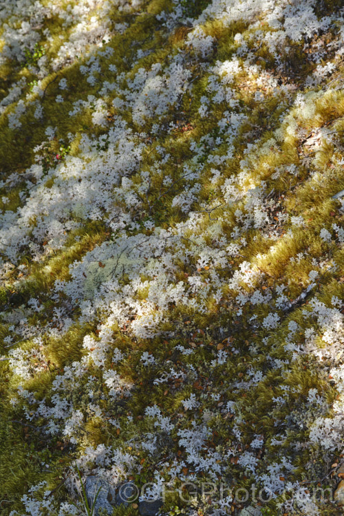 A white terrestrial fungus growing near the St. James. Walkway, New Zealand Abundant in this area, it can carpet large areas.