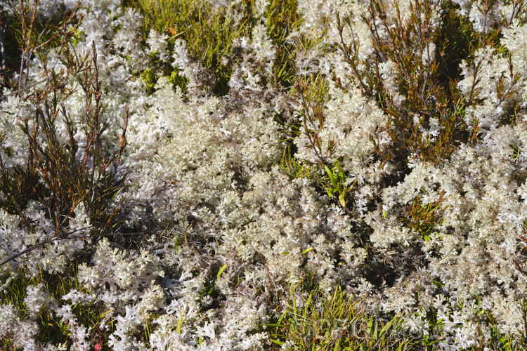 A white terrestrial fungus growing near the St. James. Walkway, New Zealand Abundant in this area, it can carpet large areas.