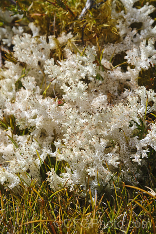 A white terrestrial fungus growing near the St. James. Walkway, New Zealand Abundant in this area, it can carpet large areas.