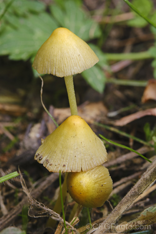 A small fungus found on the litter of conifers in an exotic tree plantation in New Zealand Pushing through the soil with a small, hard, yellow cap, it eventually produces these 3-5cm high fruiting bodies. It may be. Entoloma sulphureum, a Galerina species or perhaps even a Hygrocybe species.