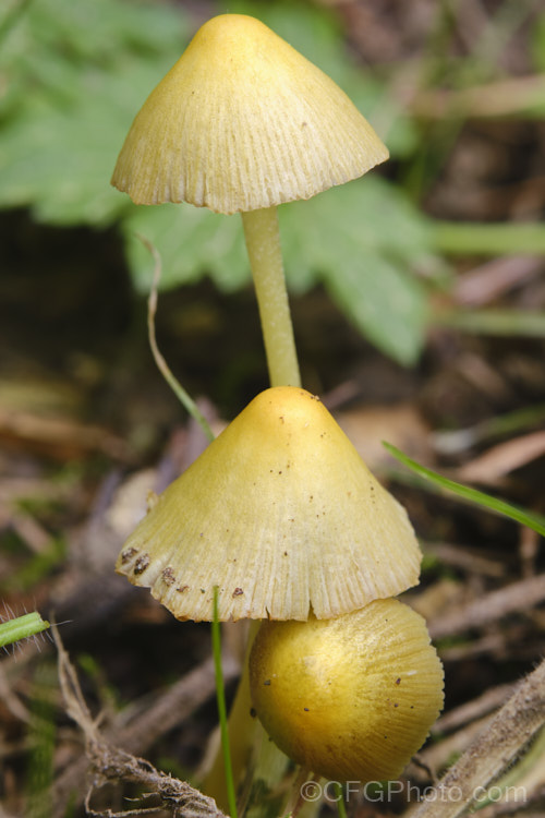 A small fungus found on the litter of conifers in an exotic tree plantation in New Zealand Pushing through the soil with a small, hard, yellow cap, it eventually produces these 3-5cm high fruiting bodies. It may be. Entoloma sulphureum, a Galerina species or perhaps even a Hygrocybe species.